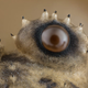 Ojo de un opilión o segador (un tipo de arácnido)